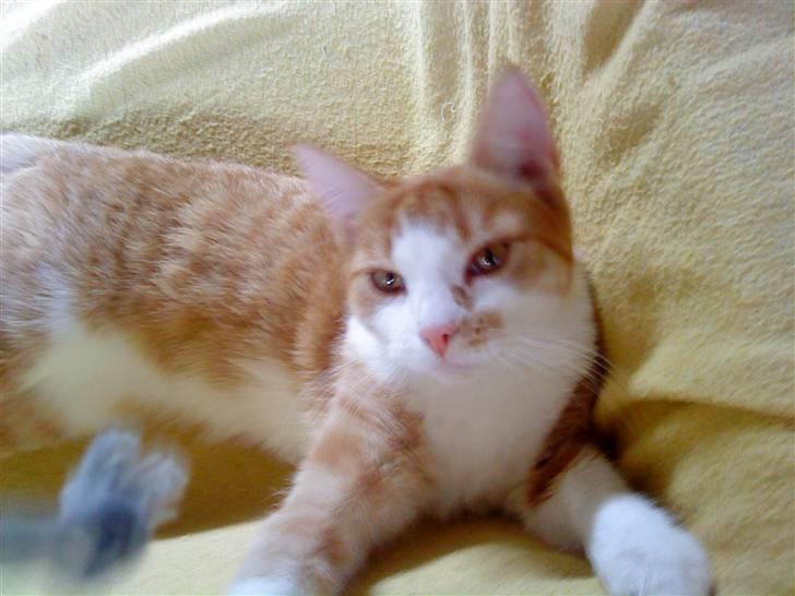 Huskat Charlie ( Mormor's Kat ) - JEG har den!!!!!!!!:) billede 7