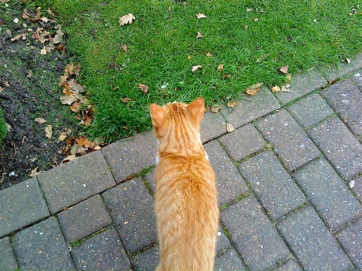 Huskat Charlie ( Mormor's Kat ) - Se min flotte pels:) billede 8