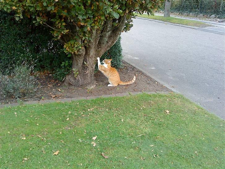 Huskat Charlie ( Mormor's Kat ) - Det her er mit kradsetræ:) billede 9