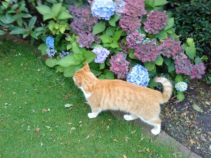 Huskat Charlie ( Mormor's Kat ) - Lad os gå en tur=) billede 10