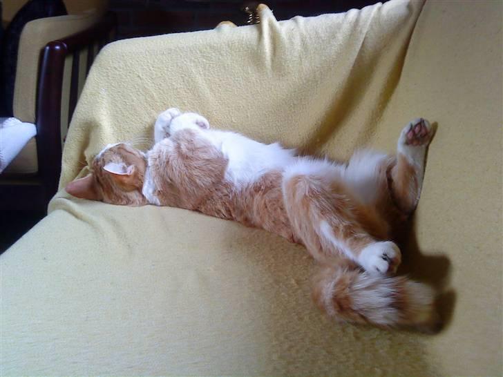 Huskat Charlie ( Mormor's Kat ) billede 11