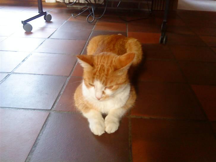 Huskat Charlie ( Mormor's Kat ) billede 12