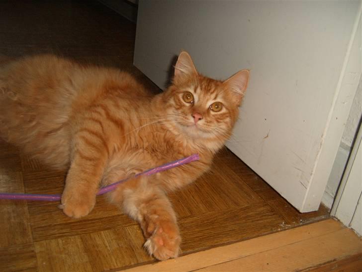 Blanding af racer Garfild/Miv billede 13