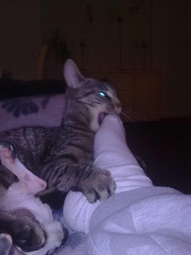 Blanding af racer Civic - spiser lige mors tær, hehe.. billede 7