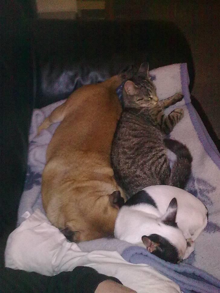 Blanding af racer Civic - Putte tid... billede 8