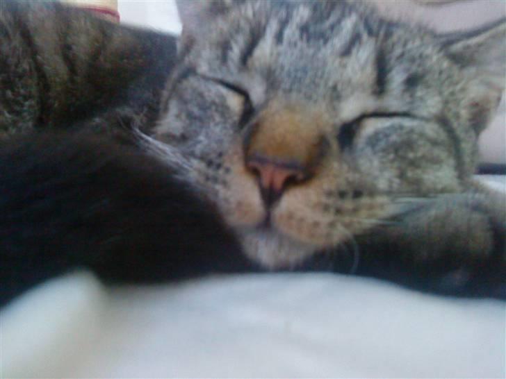 Huskat Diesel R.I.P - her er det bedste bilede billede 12