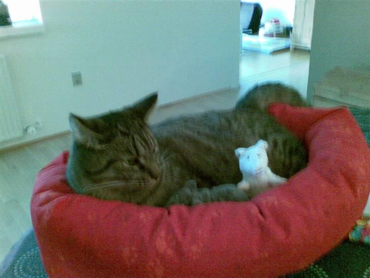 Huskat Diesel R.I.P billede 13