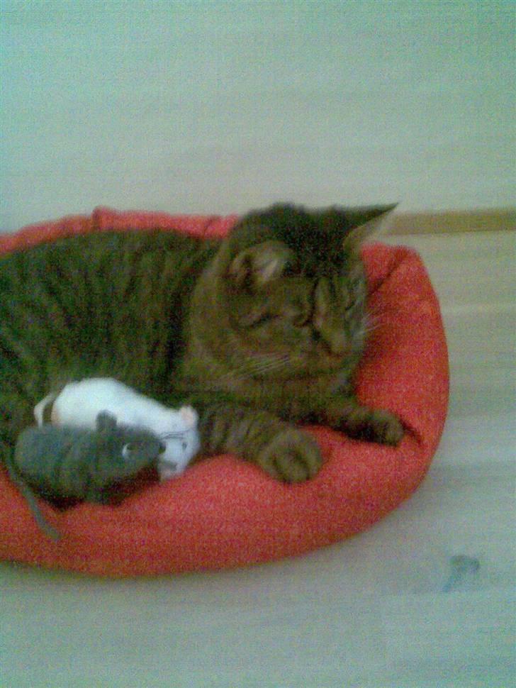 Huskat Diesel R.I.P billede 14