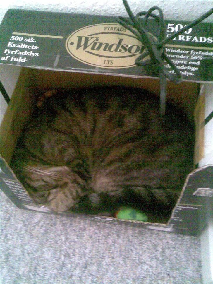 Huskat Diesel R.I.P billede 15