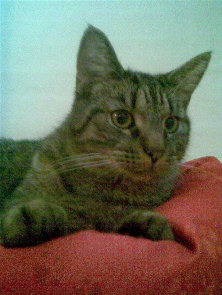 Huskat Diesel R.I.P billede 16