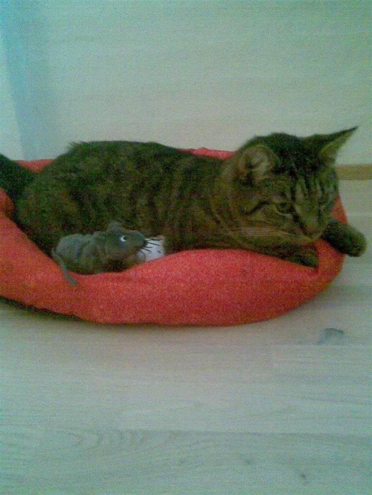 Huskat Diesel R.I.P billede 17