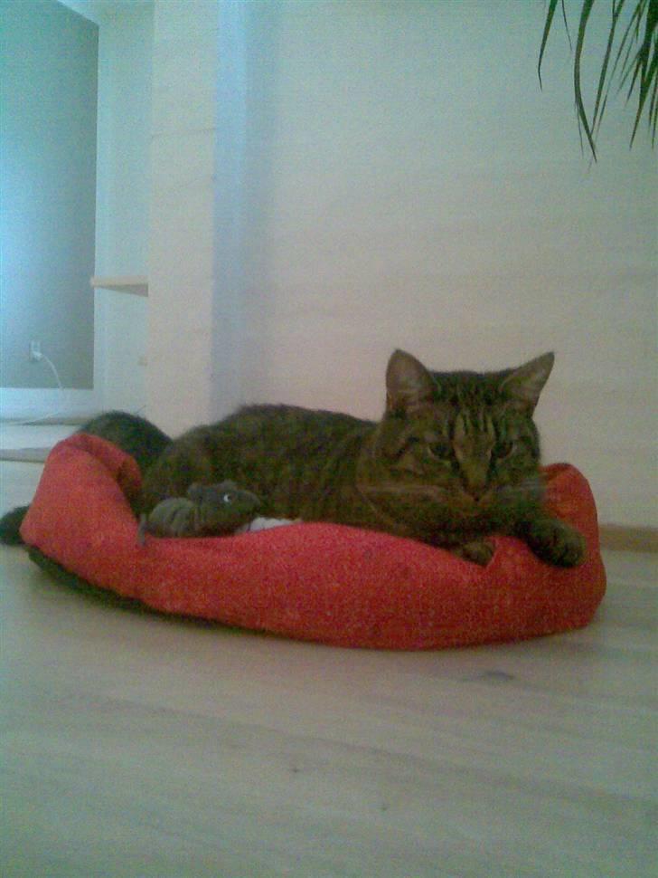 Huskat Diesel R.I.P billede 19