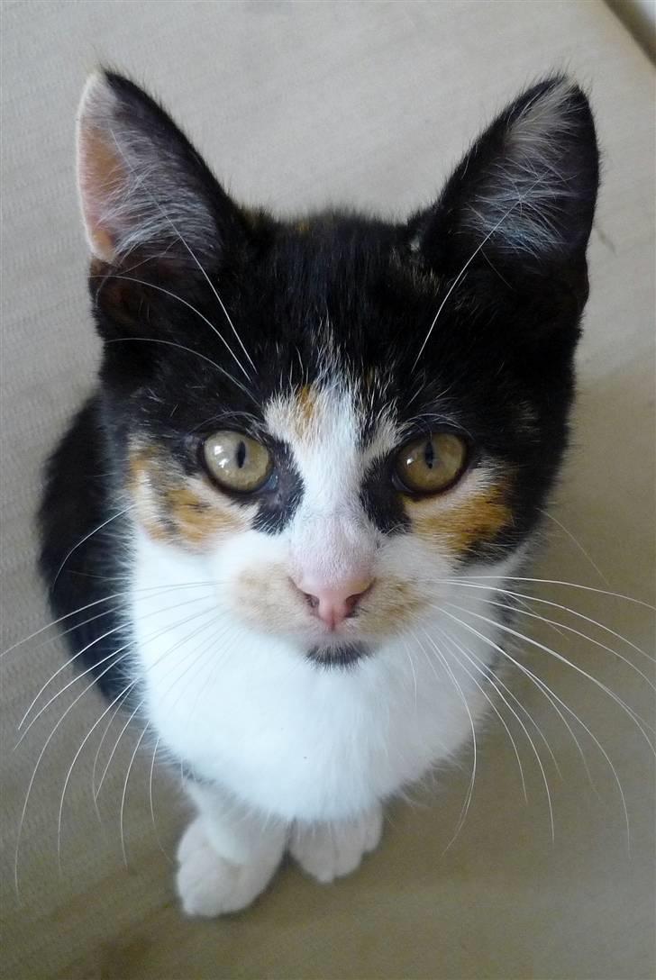 Huskat Mio (flyttet hjem til mor - Tak for kigget! :D billede 16