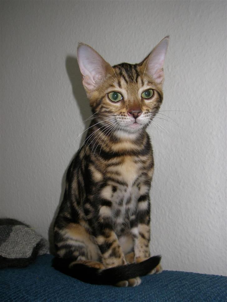 Bengal Inara billede 1
