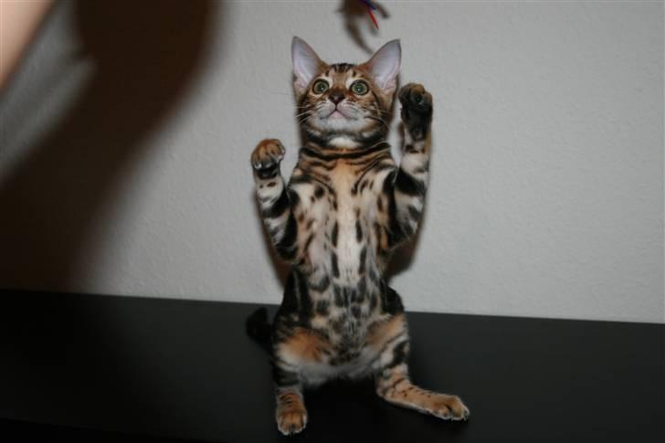 Bengal Inara billede 2