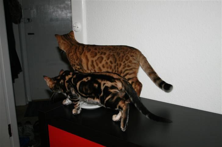 Bengal Inara billede 3
