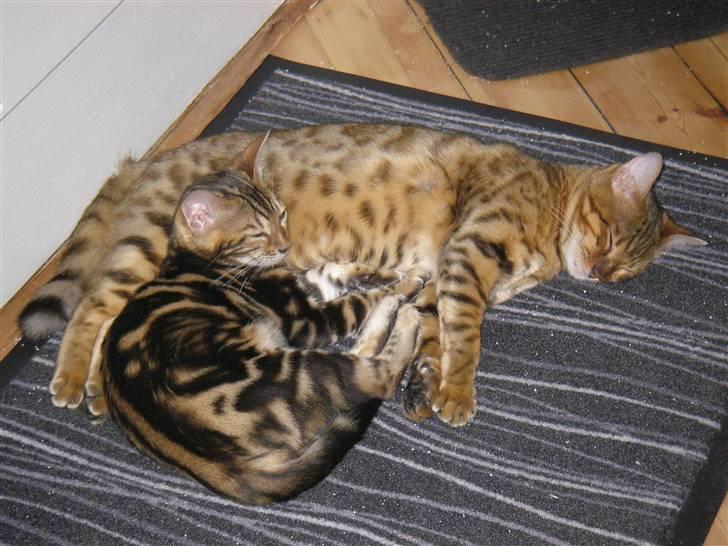 Bengal Inara billede 5