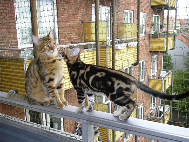 Bengal Inara billede 6