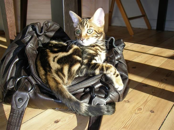 Bengal Inara billede 7