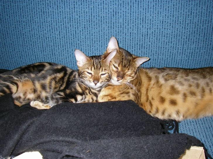 Bengal Inara billede 8