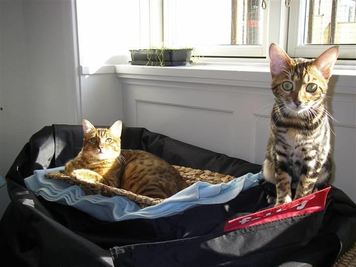 Bengal Inara - Inara er blevet skubbet ud af kurven. Læg mærke til den triste bakke katte græs i vindueskarmen :) billede 9