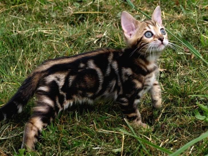 Bengal Inara - Billedet fra opdrætteren, der fik mig til at falde for hende. billede 12