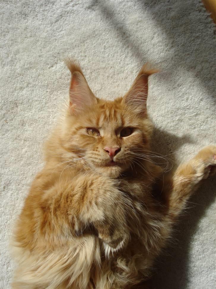 Maine Coon Bodhi Folmer billede 8