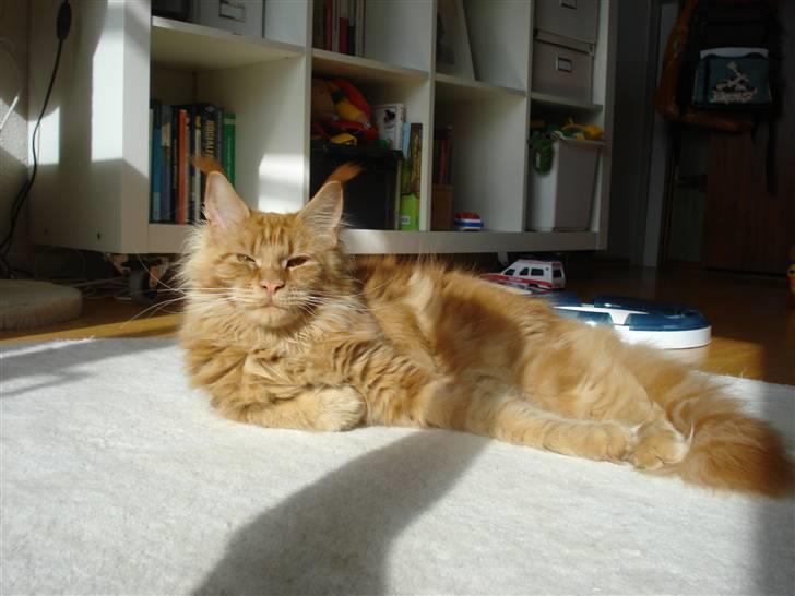 Maine Coon Bodhi Folmer billede 9