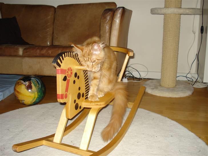 Maine Coon Bodhi Folmer billede 10