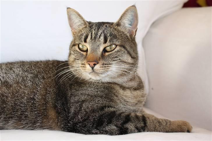 Huskat Thyra billede 6