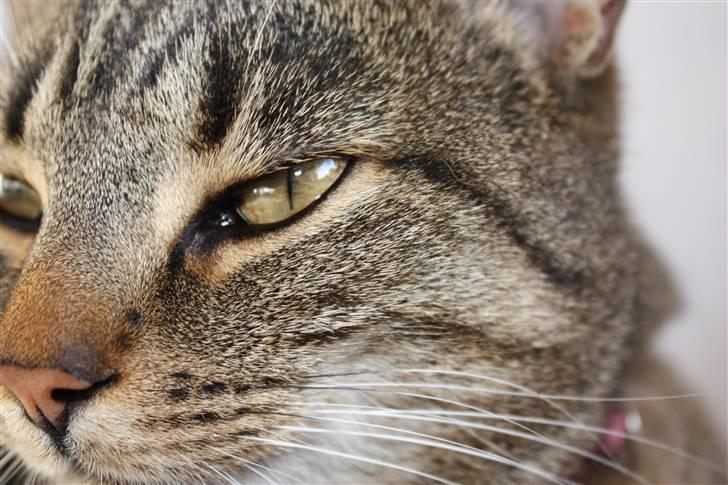 Huskat Thyra billede 7