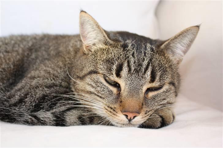 Huskat Thyra billede 8