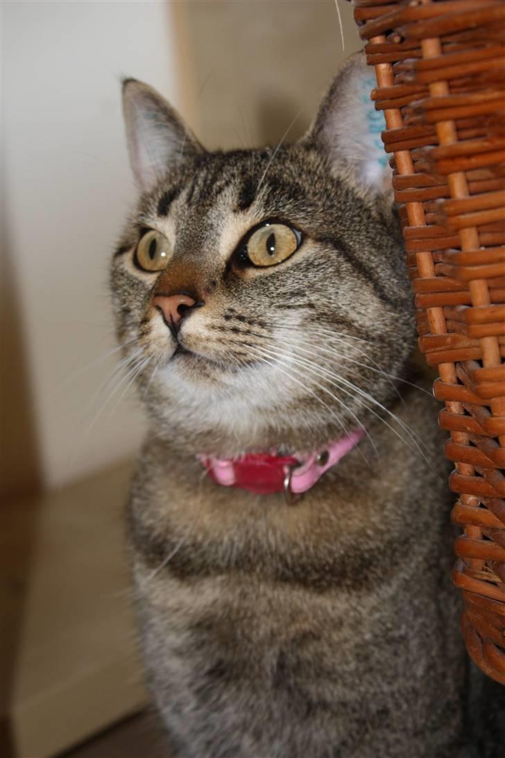 Huskat Thyra billede 9