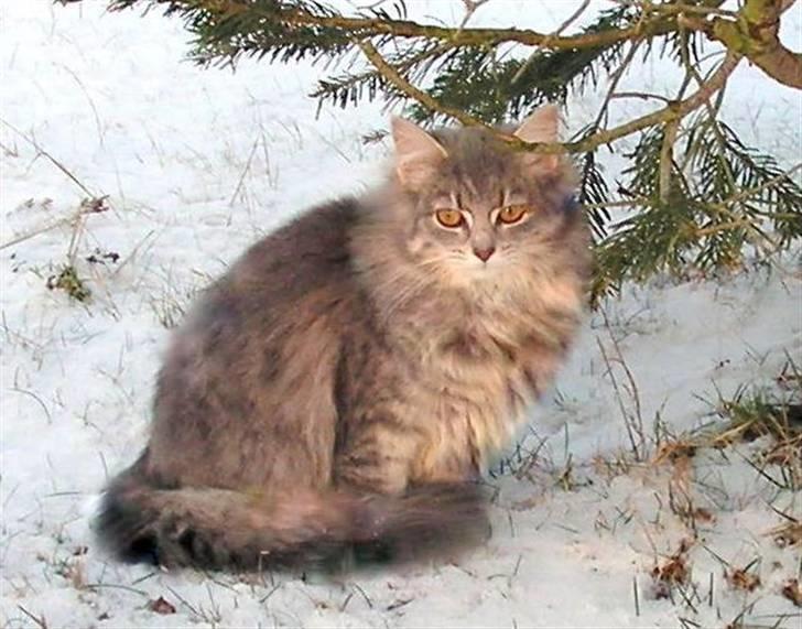 Blanding af racer Pjuske - Pjuske i sneen billede 1