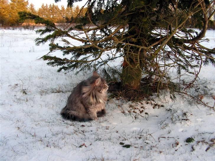 Blanding af racer Pjuske - Dejligt at være ude  billede 2