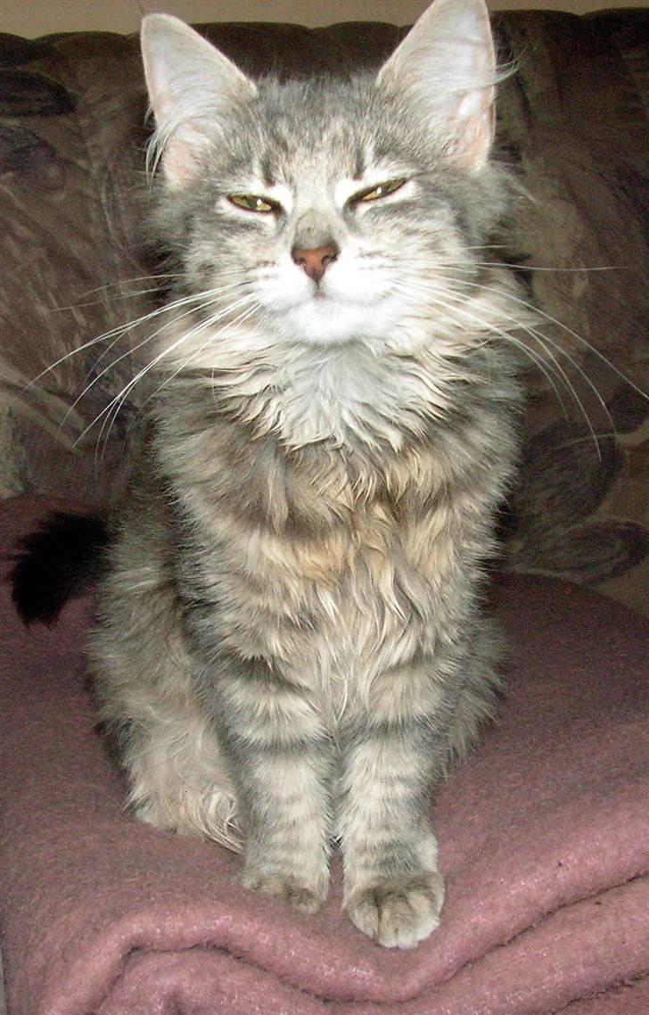 Blanding af racer Pjuske - Jeg er altså ikke vild med den der blinkende dims mor billede 3