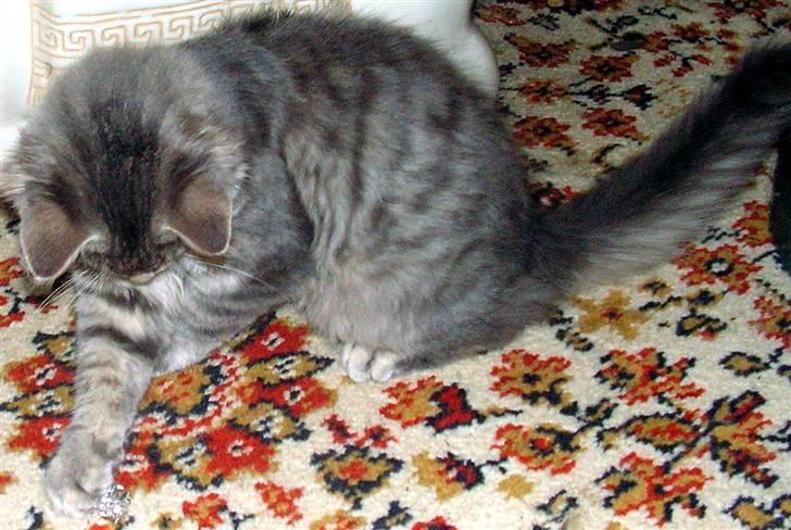 Blanding af racer Pjuske - den sølvkugle er sjov at lege med billede 4