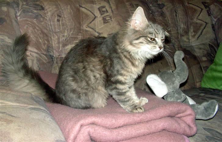 Blanding af racer Pjuske - Det er altså min bamse så hold nallerne væk mor billede 5