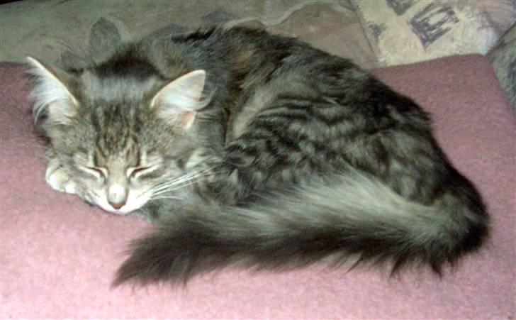 Blanding af racer Pjuske - Tager lige en slapper billede 6