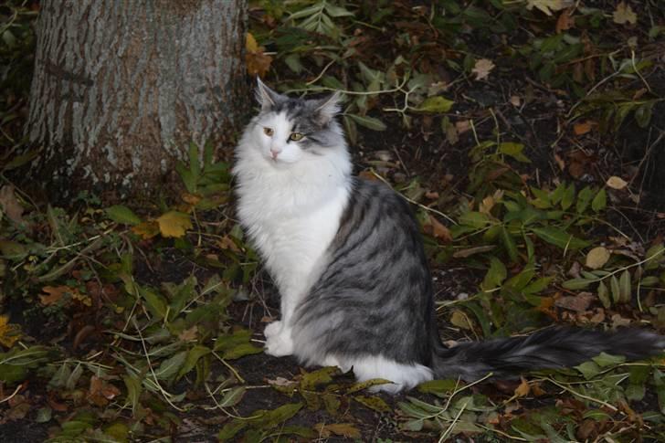 Norsk Skovkat Akilleus Øxenholdts billede 1