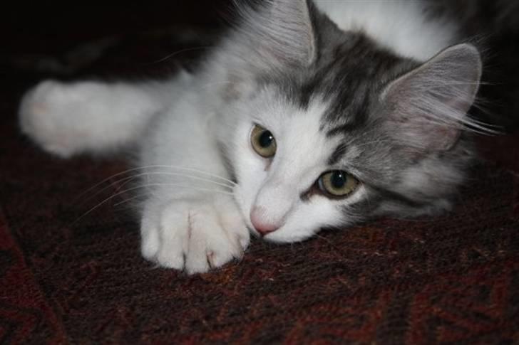 Norsk Skovkat Akilleus Øxenholdts billede 2