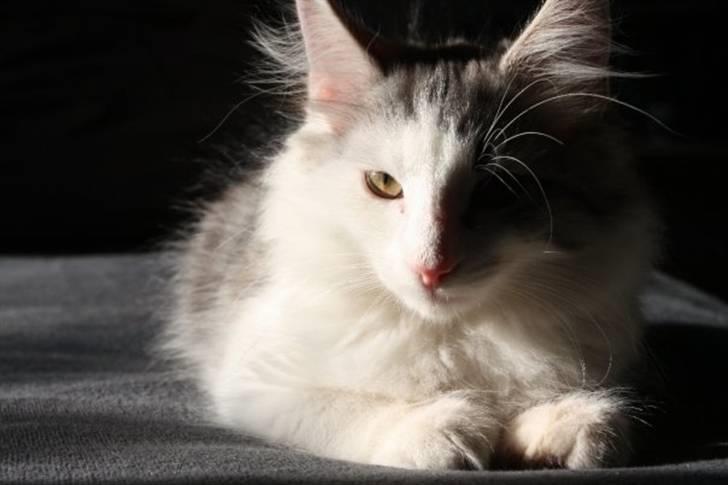 Norsk Skovkat Akilleus Øxenholdts billede 3