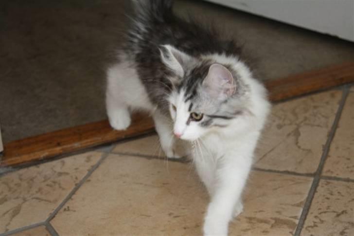 Norsk Skovkat Akilleus Øxenholdts billede 4