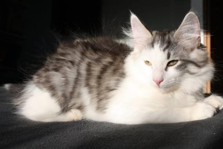 Norsk Skovkat Akilleus Øxenholdts billede 5