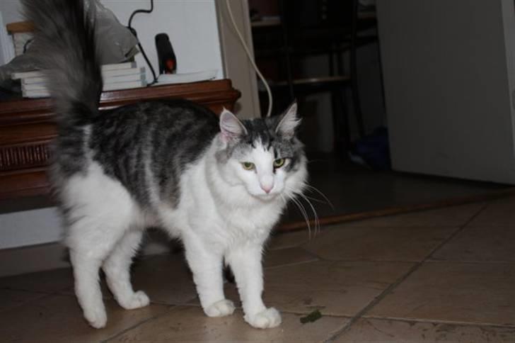 Norsk Skovkat Akilleus Øxenholdts billede 6