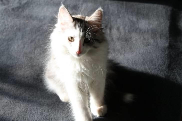 Norsk Skovkat Akilleus Øxenholdts billede 7