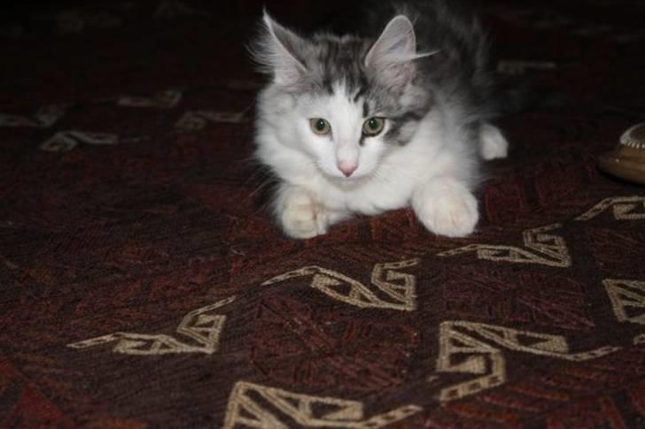 Norsk Skovkat Akilleus Øxenholdts billede 8