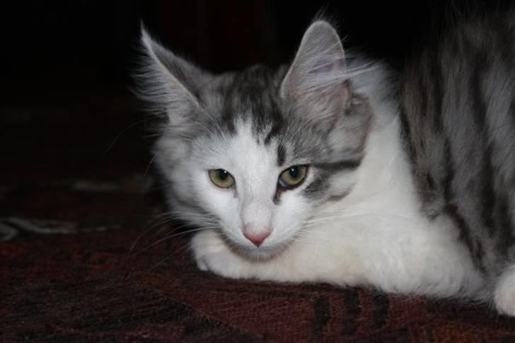 Norsk Skovkat Akilleus Øxenholdts billede 9