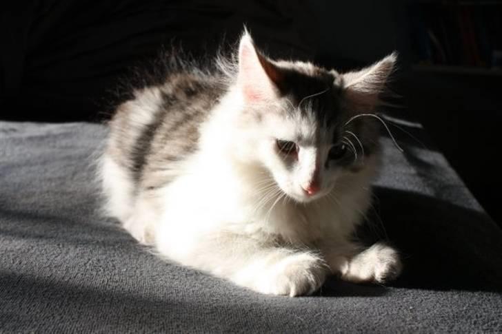 Norsk Skovkat Akilleus Øxenholdts billede 10