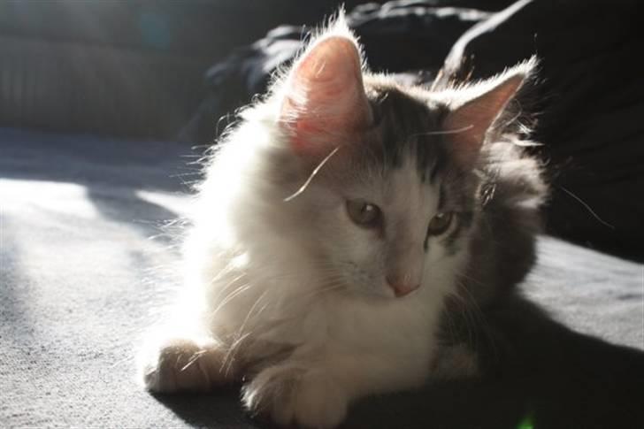 Norsk Skovkat Akilleus Øxenholdts billede 11